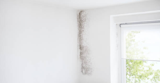 Best Water Damage & Mold Remediation  in Elsberry, MO