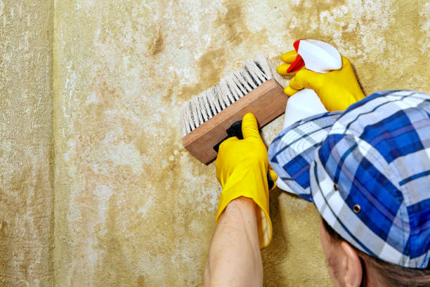 Best Mold Prevention Services  in Elsberry, MO